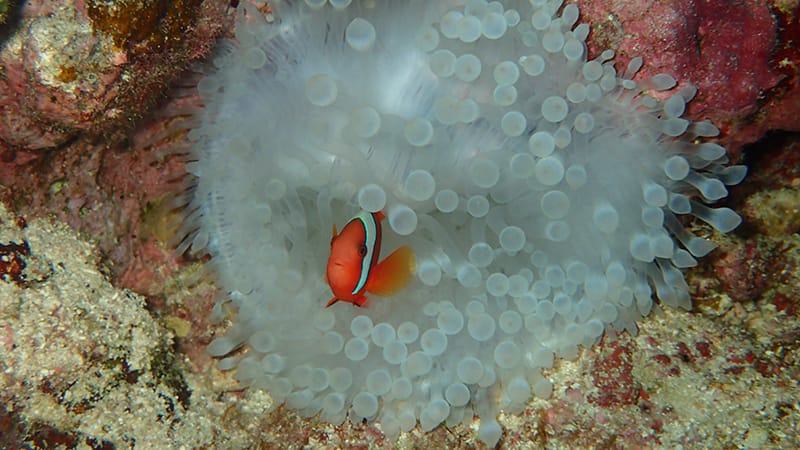 Diving School